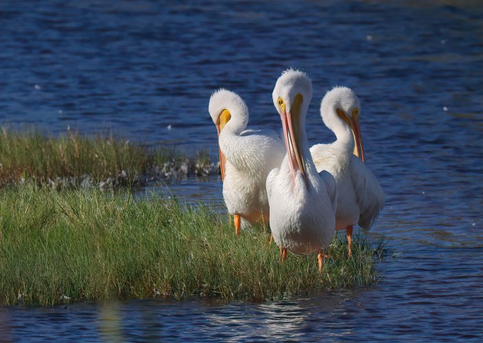 White Pelicans