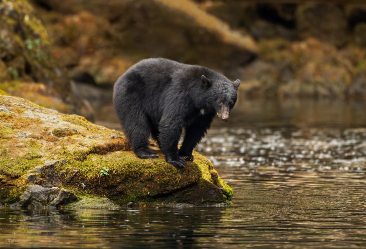 Surveying the river.