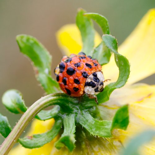 Dew Covered Ladybug