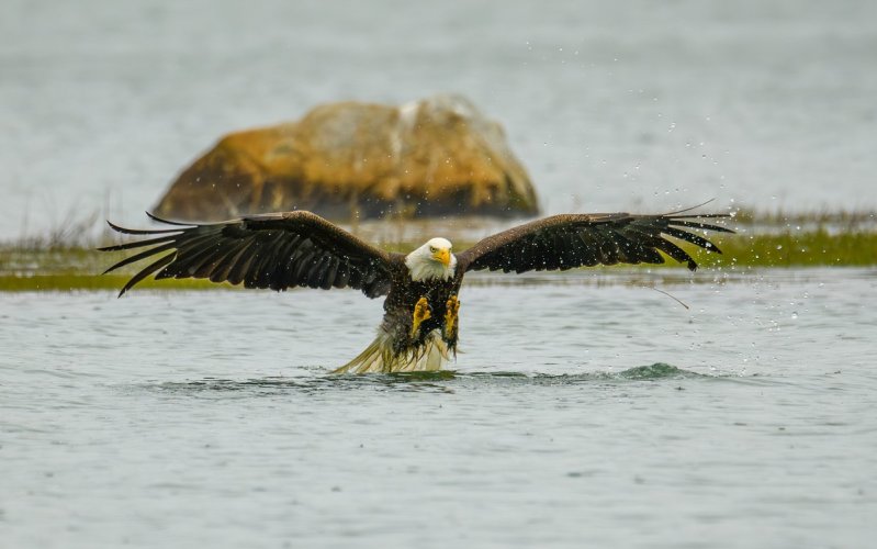Eagle trying to catch a duck...