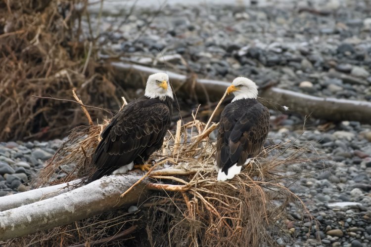 Mated Pair of Bald Eagles - Nooksack River, Northern Washington State, 2017