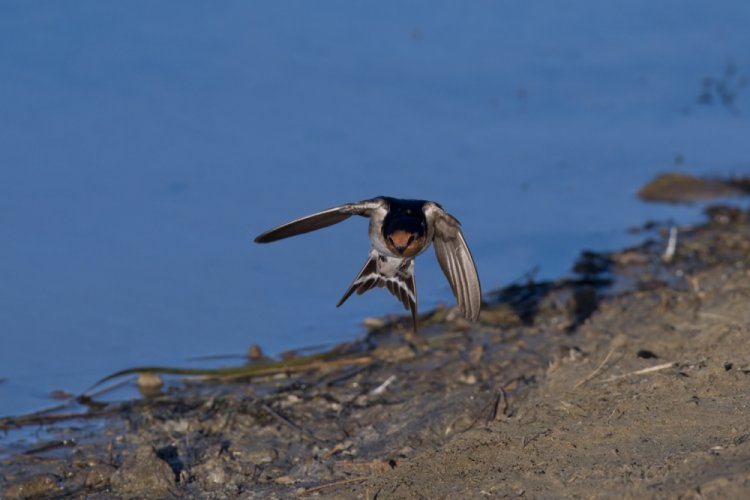 Welcome Swallow, part 03 - in flight, 021023.