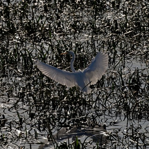 Great Egret, lit from behind whilst landing, 021023.