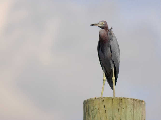 Little Blue Heron