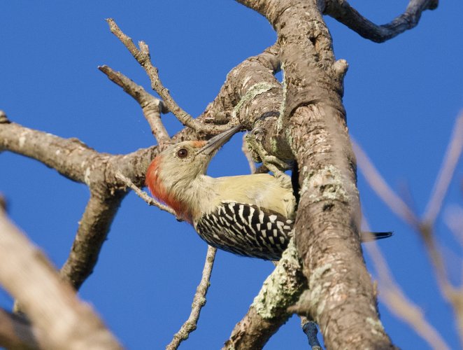 Red-bellied Woodpecker doing his thing.