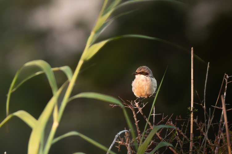 Loggerhead Shrike