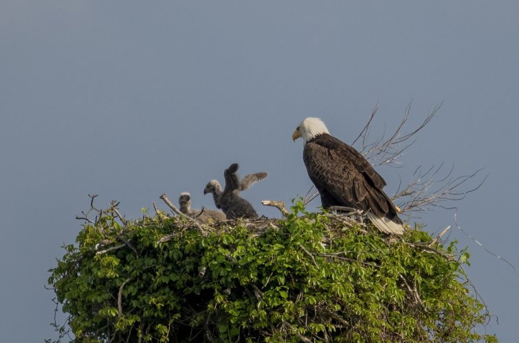 Watching the eaglets grow