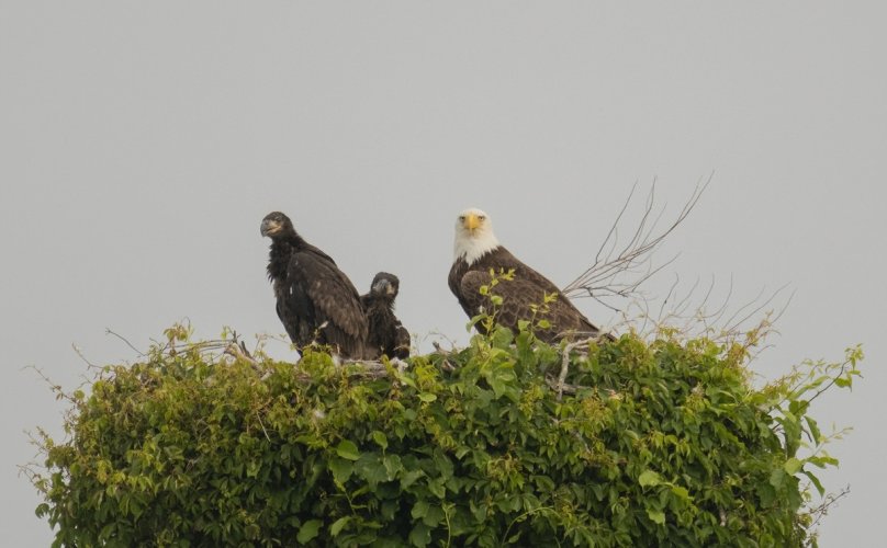 Watching the eaglets grow