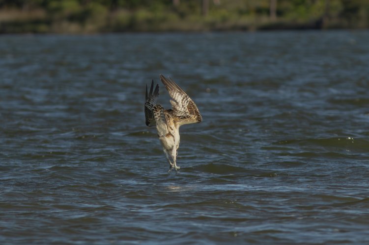 Osprey, not giving me what I wanted, but....