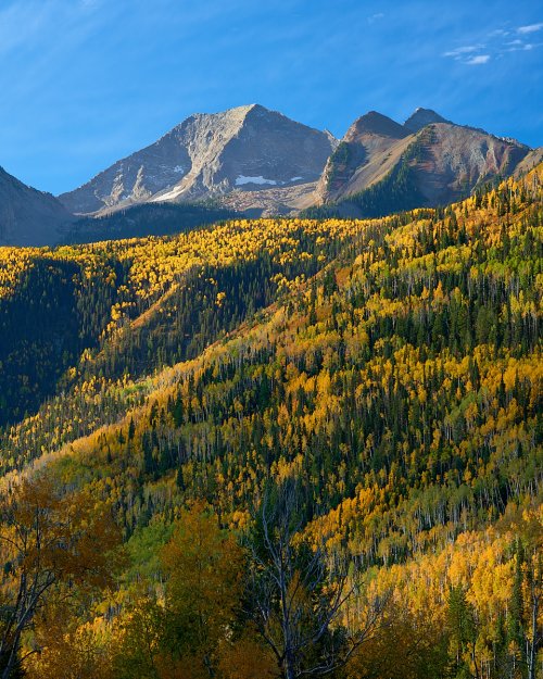 Colorado Autumn Gold