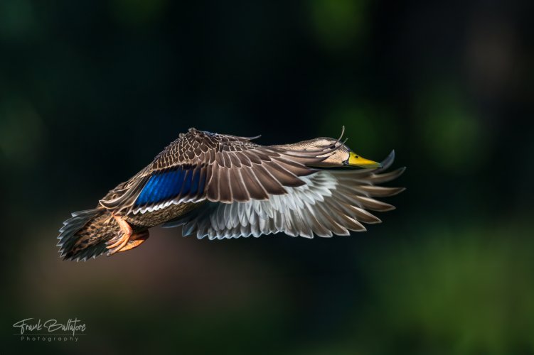 Mottled Duck Drake in Flight (Z9, FW 4.10)