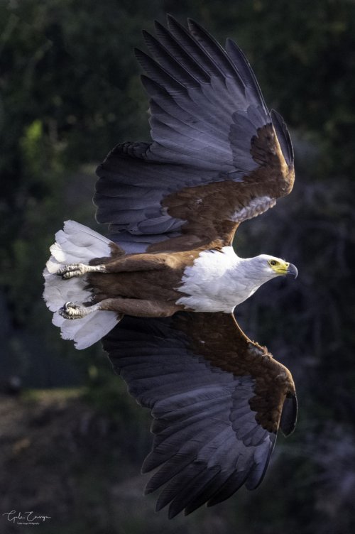 African Fish Eagle