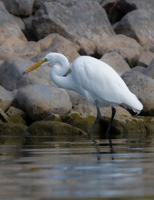 Egret with (appetizer sized) fish