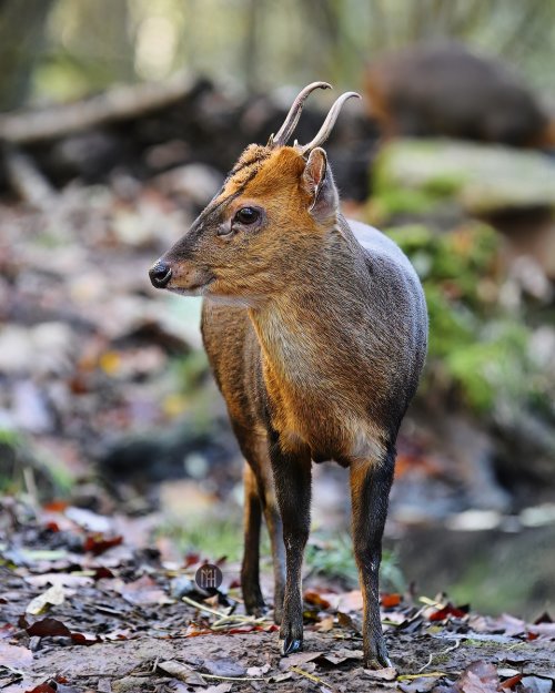 Small sized muntjac deer not much bigger than a cat