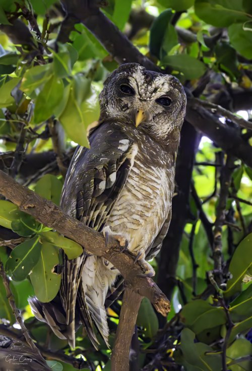 African Wood Owl