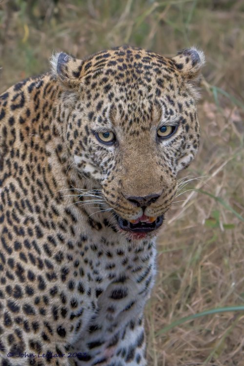 Leopard at a Warthog Kill