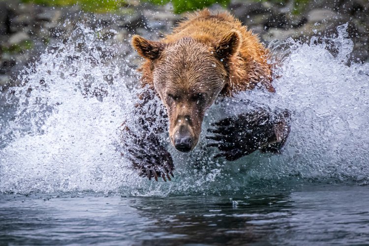 Katmai – Bears and Cubs