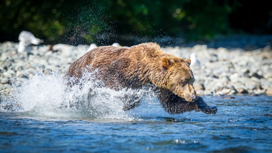 Katmai – Bears and Cubs