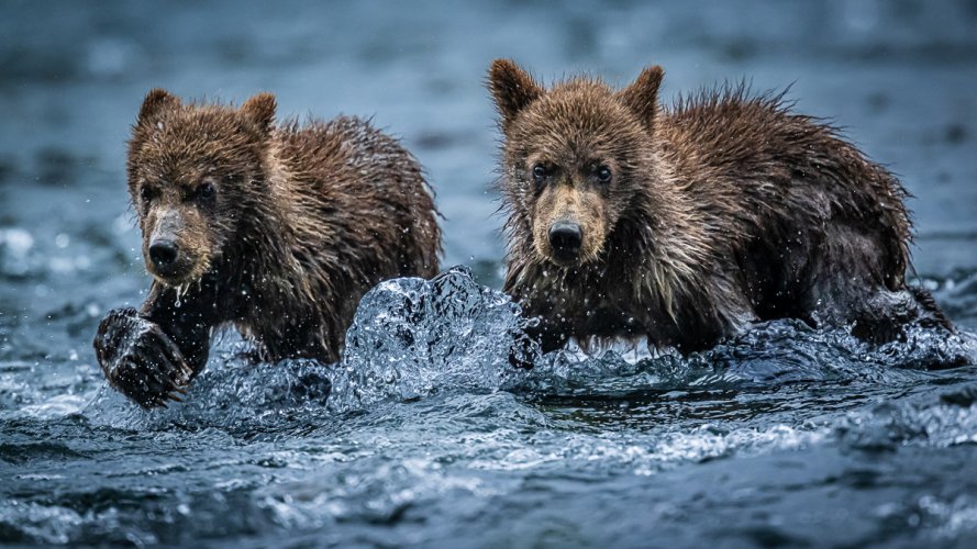 Katmai – Bears and Cubs