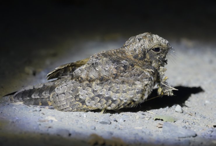 Common poorwill project, cont.