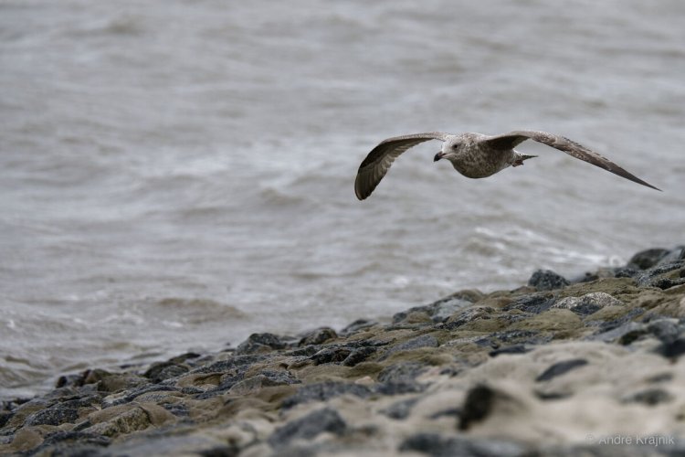 young gull gliding on the gusts