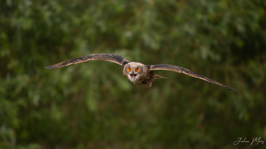 Eurasian Eagle-Owl incoming