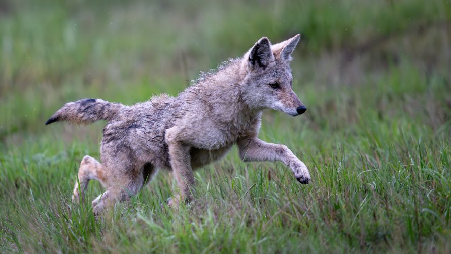 Young coyote chasing voles/moles?