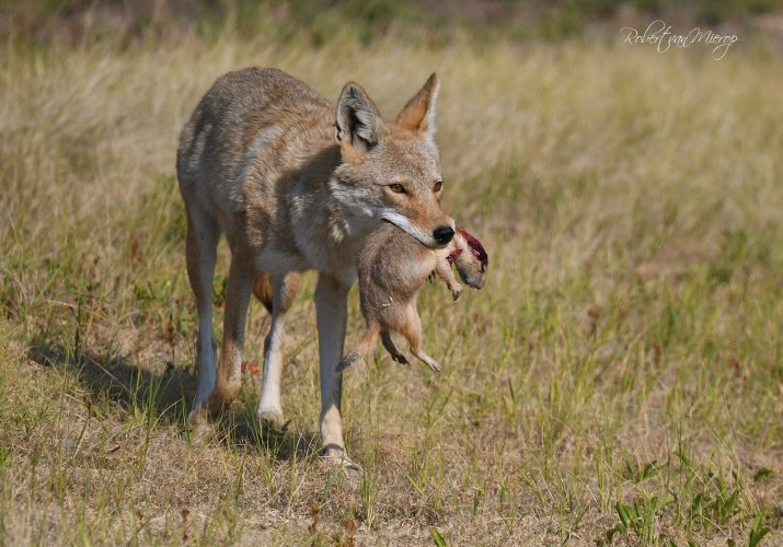 The Coyote Thread