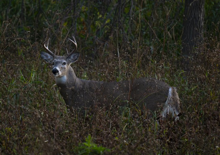 Some local deer with the new Z 180-600mm