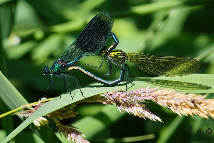 A heart for Damselfly and Dragonfly