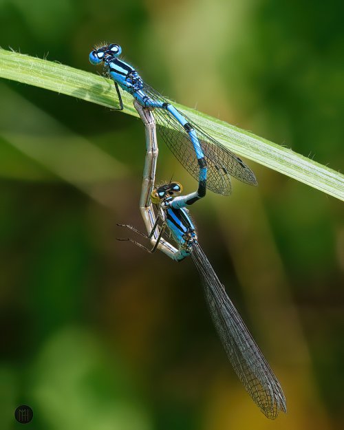 A heart for Damselfly and Dragonfly