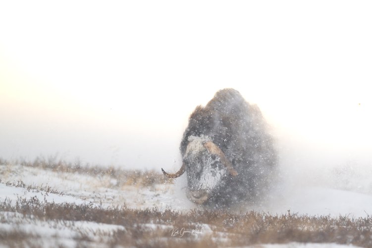 When patience pays off - A musk ox in snowstorm