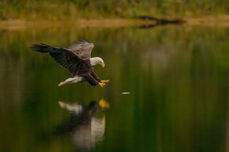Bald Eagle snagging a fish
