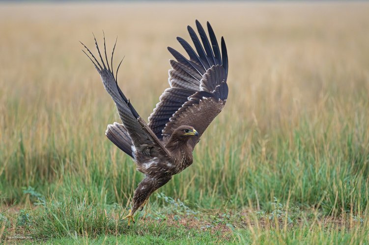 Indian Spotted Eagle taking off.