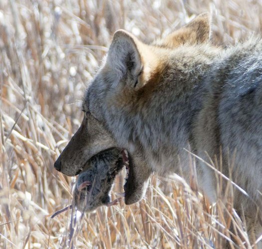 Young coyote chasing voles/moles?