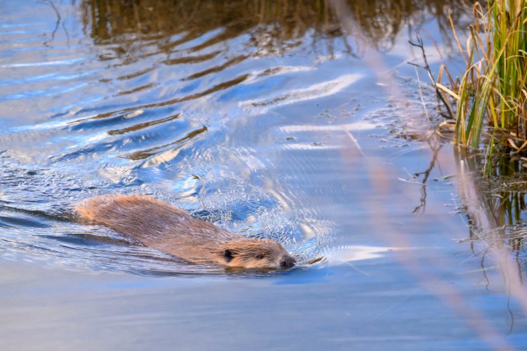 Photos of Beaver in Grand Tetons