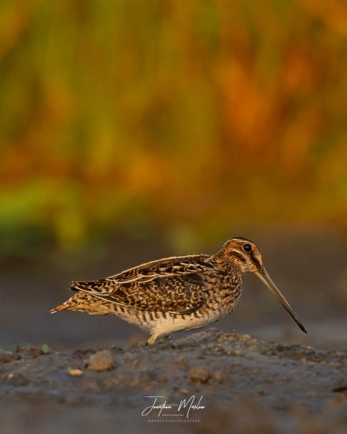 Wilsons Snipe in Fall Foliage