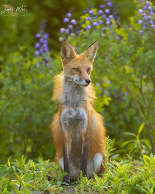 First time photographing foxes