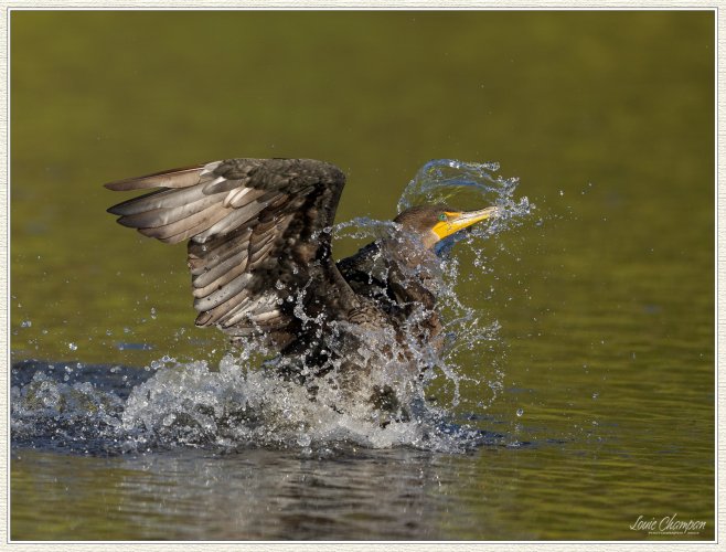 Tail Draggers...cormorants