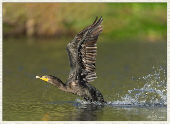 Tail Draggers...cormorants