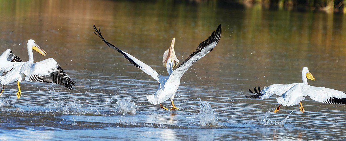 American White Pelicans - A Phalanx-Like Fishing Formation