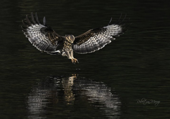 Incoming Snail Kite