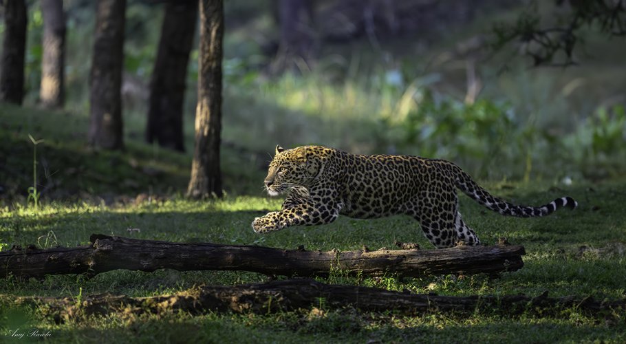 Leopard Chase in Pench