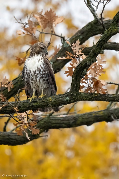 Autumnal Red-tailed Hawk