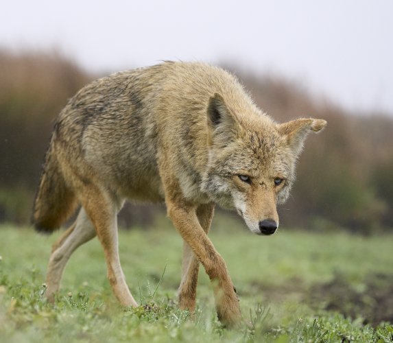 Up close and personal with a coyote