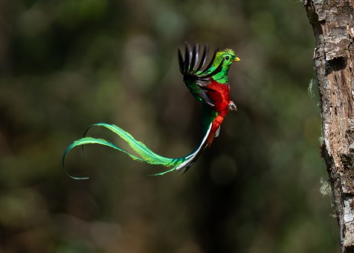 Quetzal Caught in Flight