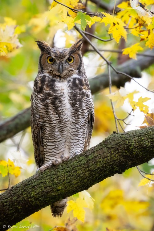 Autumnal Great Horned Owl after the Rain