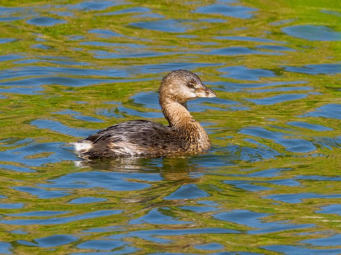 Pied-billed Grebe in Blue and Gold Water