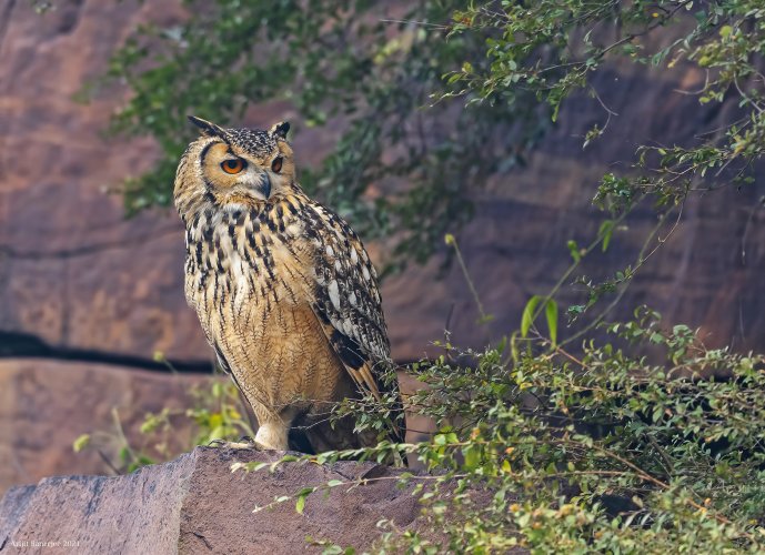 14 nov 21 chambal indiann eagle owl 2 s.jpg
