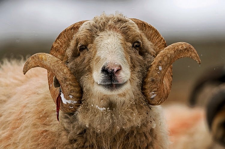 Gaddi Sheep breed of the Himalayas